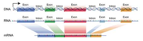 Difference Between Introns and Exons | Compare the Difference Between Similar Terms