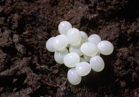 Snail Eggs Photograph by Nigel Downer - Fine Art America