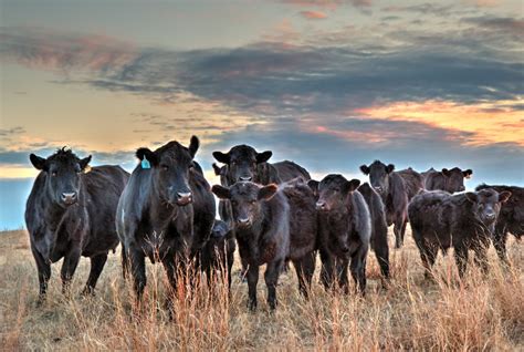 Black Angus cattle western art photo western decor canvas