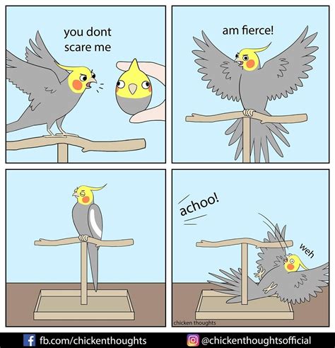 But sometimes I scare myself! #birdmemes #funny credit: chickenthoughts Cute Little Animals ...