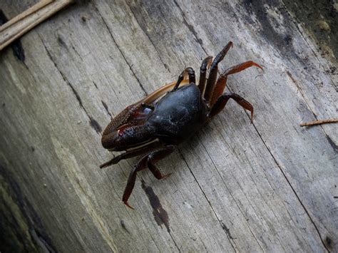 Fiddler Crab 4 Photograph by J M Farris Photography