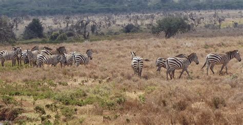 Zebras and the Environmental Pressures on Social Behavior