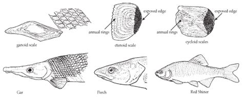 List Of What Are The Different Types Of Scales In Fishes Basic Idea ...