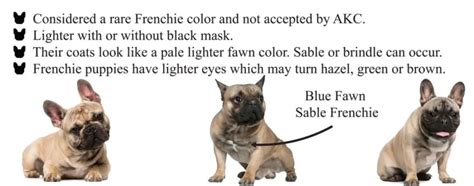 Blue Fawn French Bulldog and its health issues