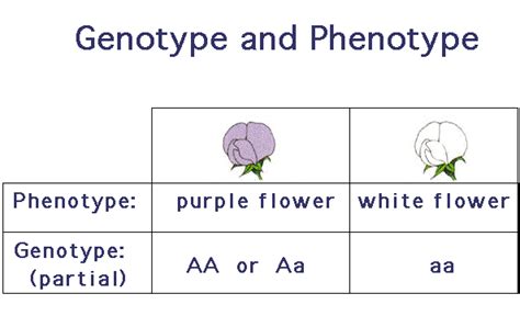 Vocabulary - Ilona's Biolit Blog