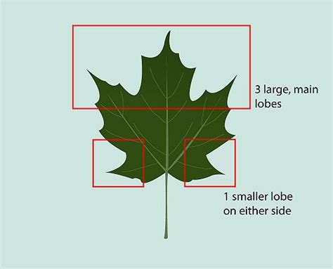 Maple Tree Identification