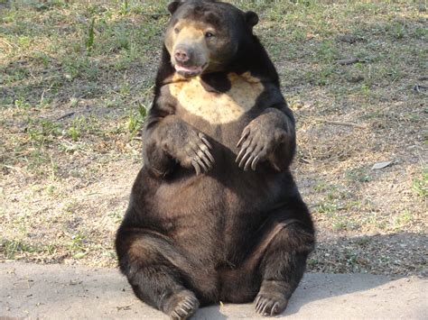 File:Bear sitting.JPG - Wikimedia Commons