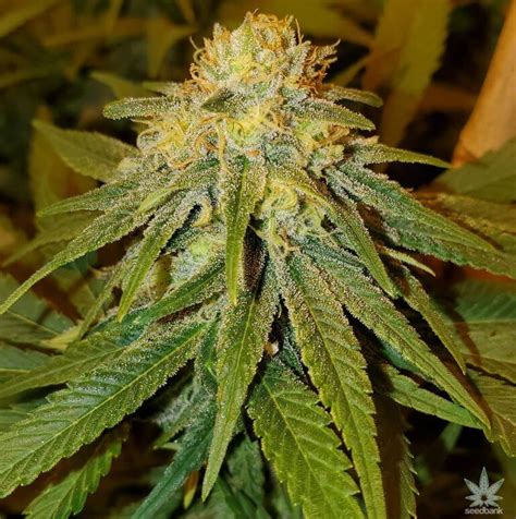 Blueberry Seeds | Buy Blueberry Strain Cannabis Seeds Online