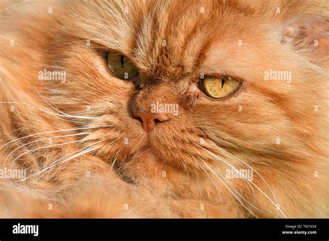 Shirazi cat hi-res stock photography and images - Alamy