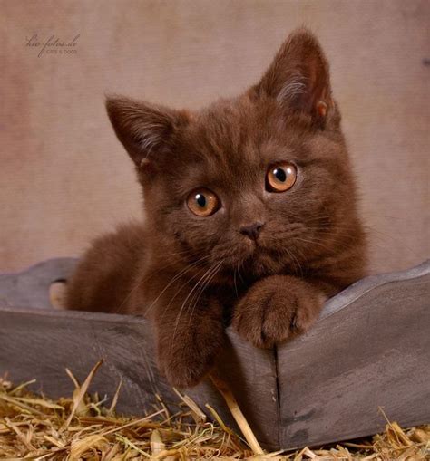 kio-fotos.de - ♥ | Cute cats and kittens, Brown cat, Brown kitten