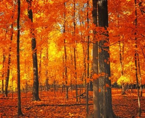 Forest Trees Autumn