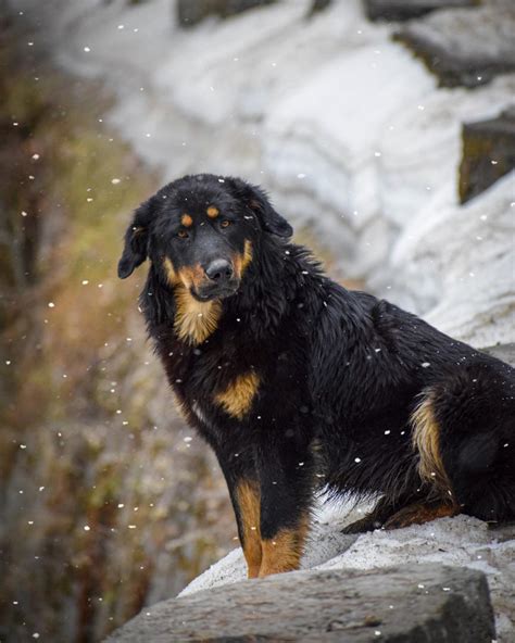 Himalayan Sheepdog 📸 : r/pics