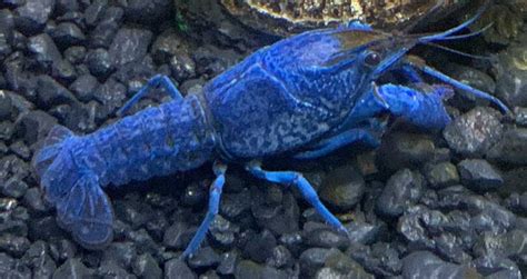 Blue Crayfish (Procambarus alleni): A Step-by-Step Care Guide 2021