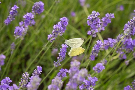 Butterfly on Lavender Flowers Stock Photo - Image of purple, landscape: 120053966