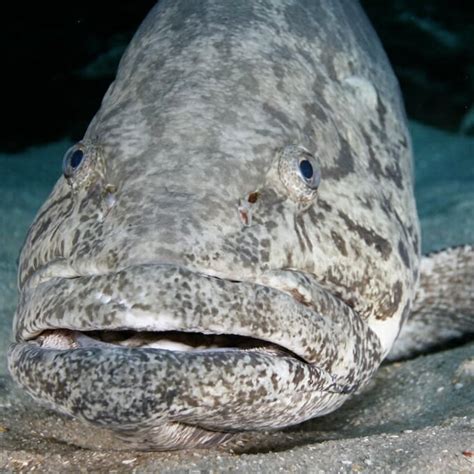 Goliath Grouper - Georgia Aquarium