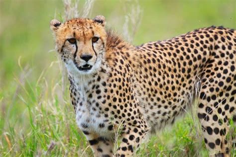 Cheetah Extinction in India: Species to be Reintroduced after 70 Years | Earth.Org