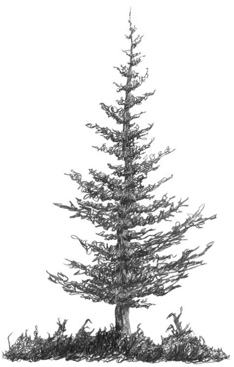 3.2.A2 Squirkle a Realistic Spruce Tree - Drawspace