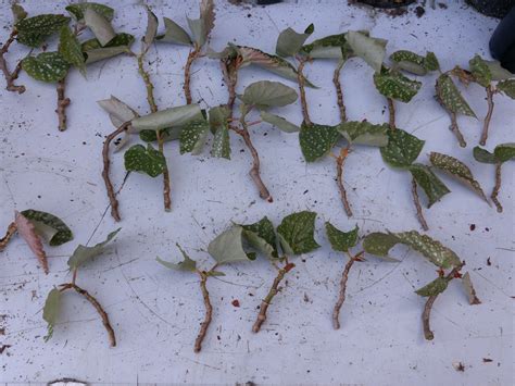 Propagating Begonias From Cuttings - Gardening In LA