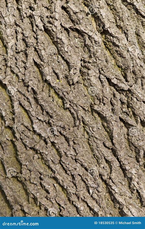 Ash tree bark texture stock image. Image of trees, flora - 18530535