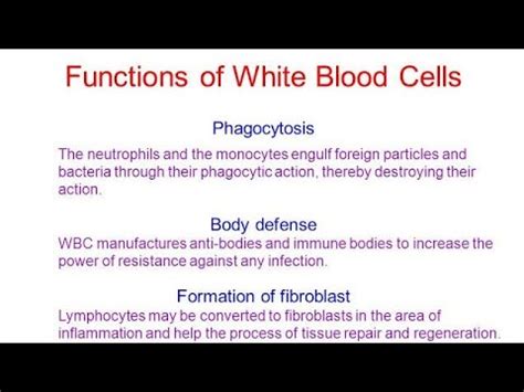 Functions Of White Blood Cell (WBC). - YouTube