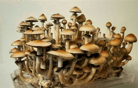 Golden Teacher Mushroom: A Beginner's Guide to Psilocybe Cubensis ...