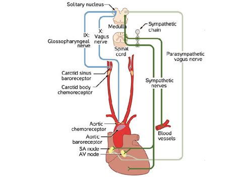 Valsalva Maneuver - The Definitive Guide | Biology Dictionary