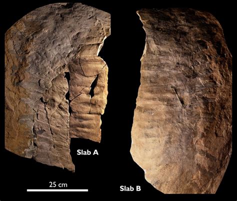 Largest-ever Millipede Fossil Found Described by Scientists