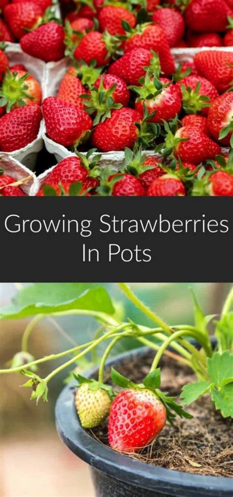 Growing Strawberries in Pots - Earth, Food, and Fire