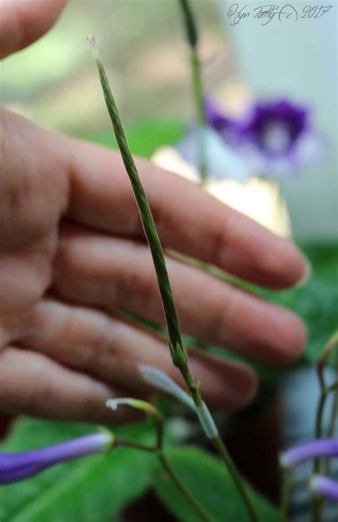 Hybridizing Streptocarpus