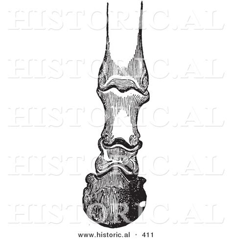 Historical Vector Illustration of Horse Foot Hoof Bones and Articulations - Black and White ...