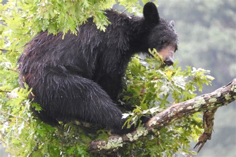 Bear vs Gorilla: Who Would Win? – Fauna Facts