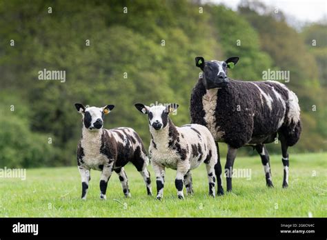 Dutch Spotted sheep with lambs at foot. Cumbria, UK Stock Photo - Alamy