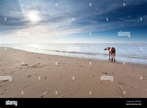 dog on sand beach in sunshine Stock Photo - Alamy