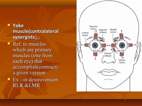 Eye muscles and ocular movements, laws of ocular motility | PPT