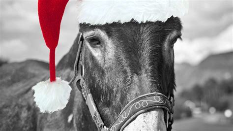 "Dominick the Donkey": The Christmas Song's Wild History | Mental Floss