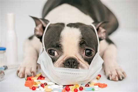 Ehrlichia In Dogs: Is It Dangerous? (What You Need To Know)