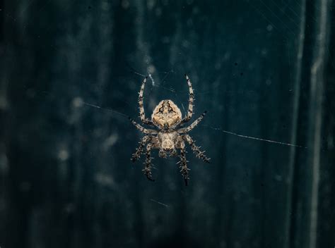 Spider Hanging On Spider Web · Free Stock Photo