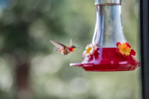 Important Hummingbird Nectar & Feeder Tips - Farmers' Almanac - Plan Your Day. Grow Your Life.