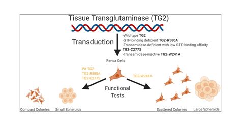 Role of Tissue Transglutaminase Catalytic and Guanosine Triphosphate ...