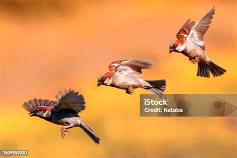 Tiga Tahap Burung Pipit Terbang Di Taman Melambaikan Sayap Dan Bulu Mereka Dengan Latar Belakang ...