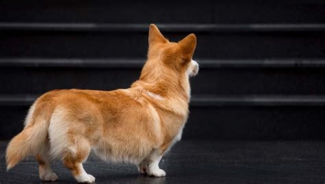 Dog Falling Down the Stairs? Here's Why and What You Can Do About It