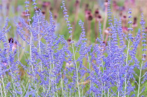 Russian Sage: Growing Perovskia in the Garden