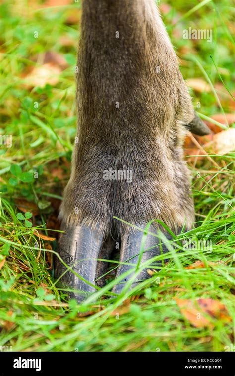 Rear foot hi-res stock photography and images - Alamy