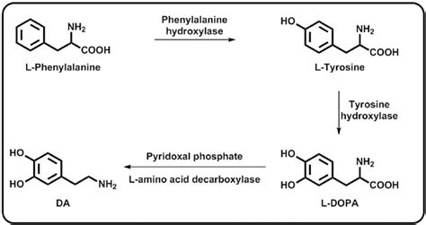 Biosynthetic pathway for the synthesis of dopamine. | Download Scientific Diagram