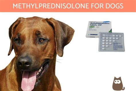 Methylprednisolone for Dogs - Depo-Medrol Uses, Dosage and Side Effects