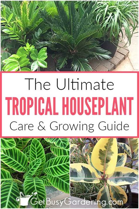 Indoor Tropical Plant Care & Complete Growing Guide - Get Busy Gardening