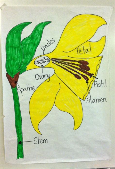 parts of a daffodil flower | flower diagram I drew for my kids to copy. I kept the labeled parts ...