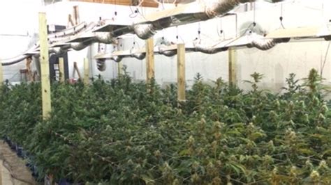 Massive pot growing operation busted in Brazoria County - ABC13 Houston