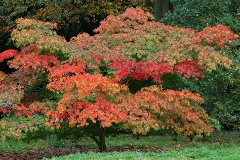 Map to Batsford Arboretum, view a location map of Batsford Arboretum in ...