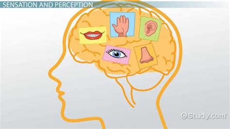 Sensation & Perception | Definition, Differences & Examples - Video & Lesson Transcript | Study.com